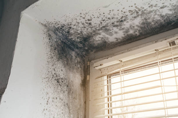 Affordable Attic Mold Remediation solutions in Concord, VA